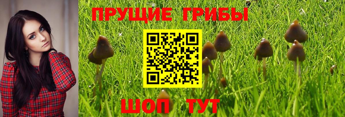 Псилоцибиновые грибы прущие грибы  Галлюциногенные грибы GOLDEN TEACHER  продажа наркотиков  Родники 